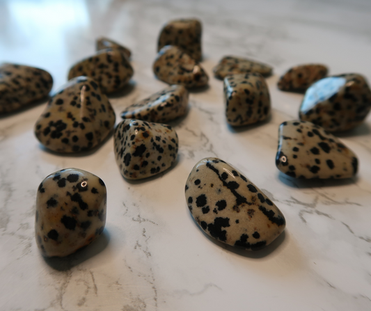 DALMATIAN JASPER - Breaking Down Barriers, Trust, Joy